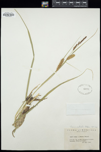 Carex rostrata image