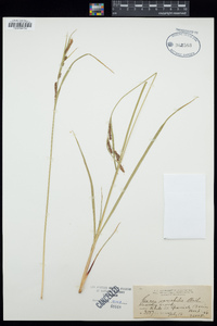Carex variabilis image