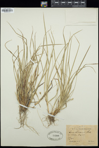 Carex willdenowii image