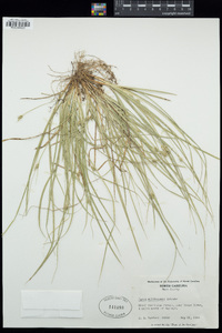 Carex willdenowii image