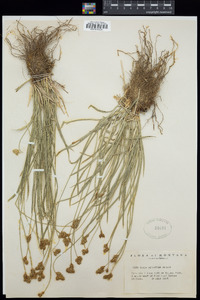 Carex xerantica image