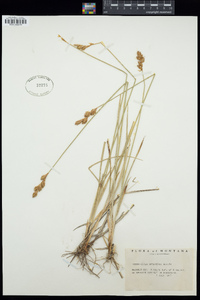 Carex xerantica image