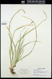 Carex baltzellii image