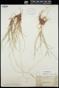 Carex curatorum image