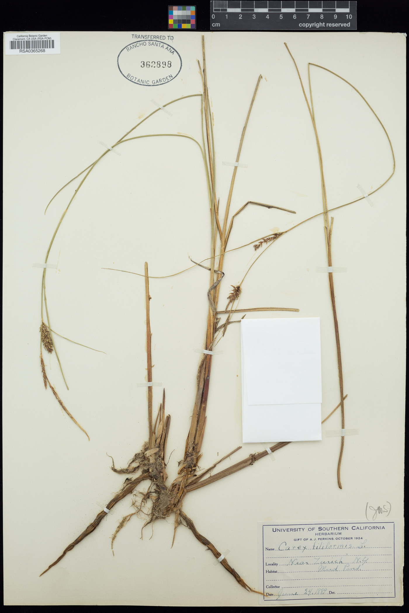 Carex filiformis image