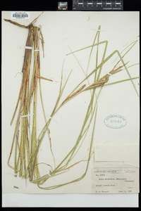 Carex aquatilis var. aquatilis image