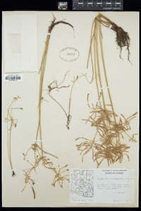 Cyperus flavicomus image