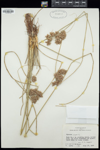 Cyperus elegans image