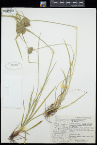 Cyperus eragrostis image