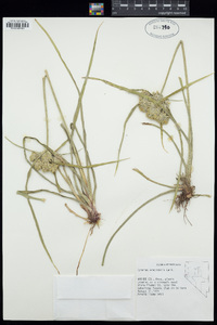 Cyperus eragrostis image