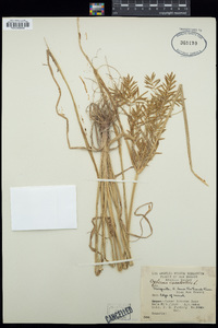 Cyperus esculentus image