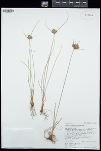 Cyperus fendlerianus image