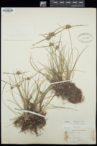 Cyperus filiculmis image