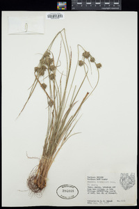 Cyperus houghtonii image