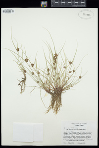 Cyperus niger image