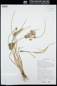 Cyperus odoratus image