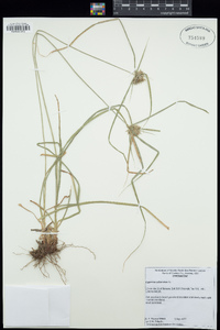 Cyperus odoratus image