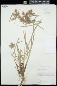 Cyperus odoratus image