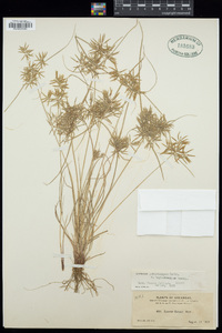 Cyperus polystachyos var. leptostachyus image