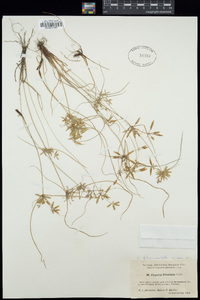 Cyperus filicinus image