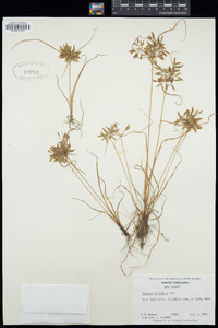 Cyperus filicinus image