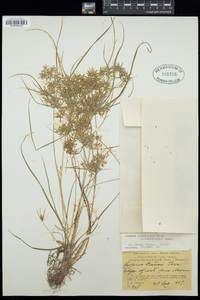 Cyperus polystachyos var. leptostachyus image