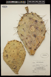 Opuntia phaeacantha var. major image