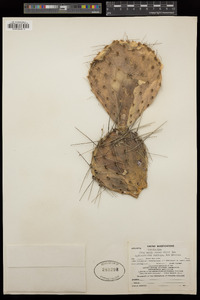 Opuntia pottsii image