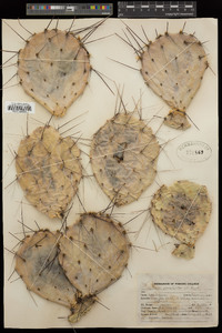 Opuntia phaeacantha image