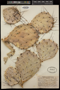 Opuntia phaeacantha image