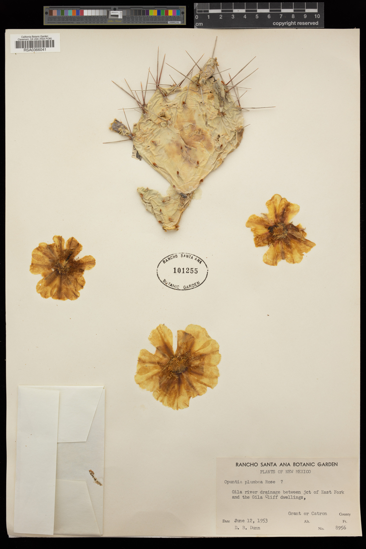Opuntia macrorhiza var. macrorhiza image