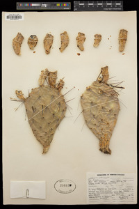 Opuntia phaeacantha image