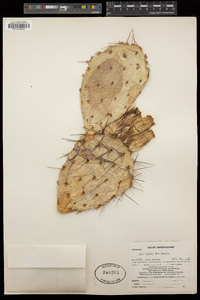 Opuntia phaeacantha image