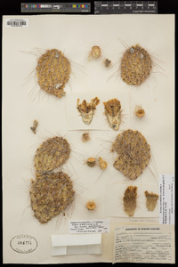 Opuntia polyacantha image