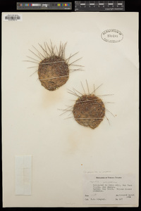 Opuntia polyacantha image