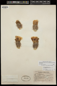 Opuntia polyacantha var. nicholii image