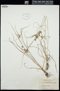 Cyperus retrorsus image