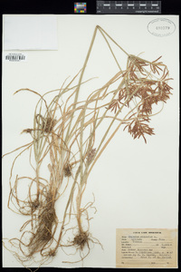 Cyperus rotundus image