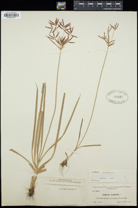 Cyperus rotundus image