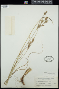 Cyperus schweinitzii image