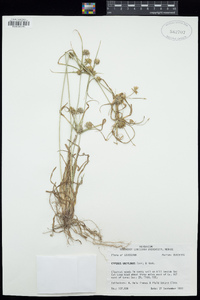 Cyperus retroflexus image