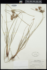 Cyperus retroflexus image