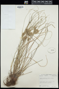 Cyperus retroflexus image