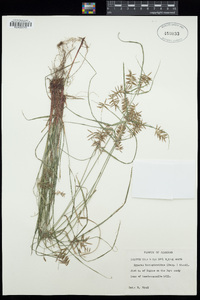 Cyperus hermaphroditus image