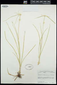 Rhynchospora colorata image