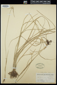 Dichromena latifolia image