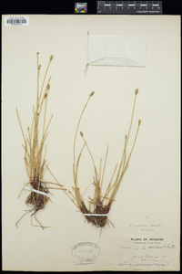 Eleocharis montana image