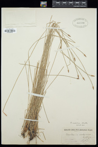 Eleocharis compressa image