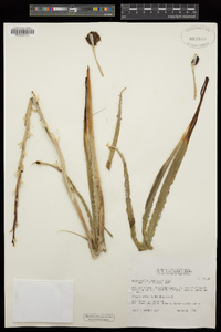 Hesperocallis undulata image