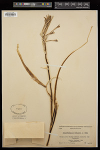 Hesperocallis undulata image